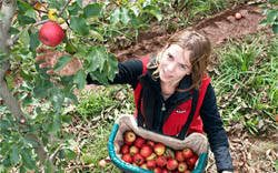 Apple Picking Working